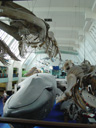 NaturalHistoryMuseum4